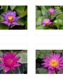 Nymphaea Miami Rose and Nymphaea Lindsey Wood waterlily Combo (2 plants)