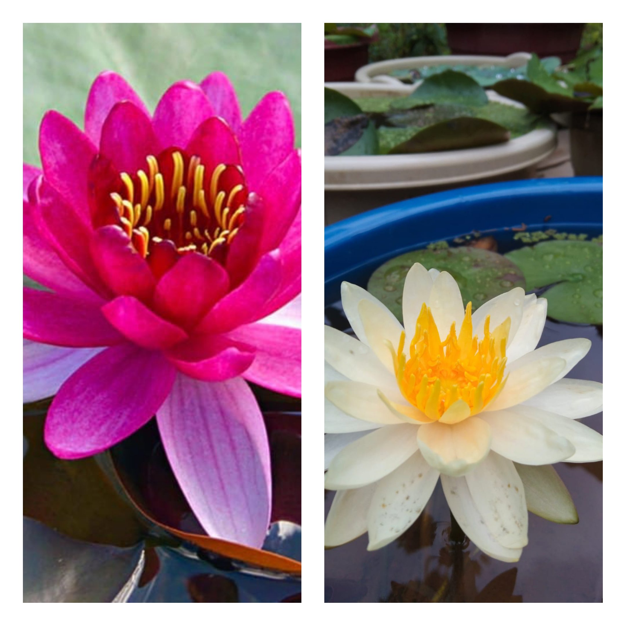 Perries Baby and Peach Glow Waterlily Combo (2 plants)