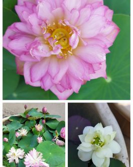Bowl lotus combo (white puff,New star ,liangli) 3 Tubers