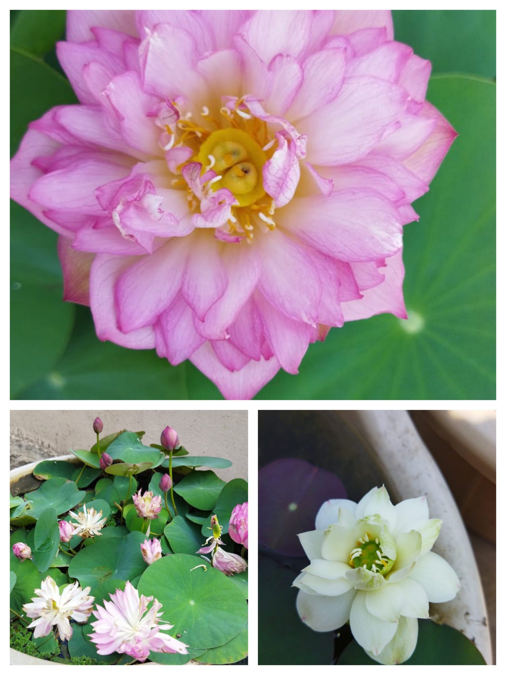 Bowl lotus combo (white puff,New star ,liangli) 3 Tubers
