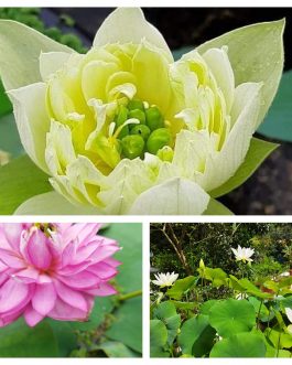 Lady Bingly, Yellow Peony, Foreigner Lotus Combo (3 Tubers)
