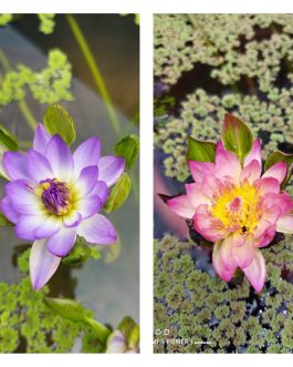 Nymphea Nangwank waterlilly tuber combo (orange and purple 2 plants)