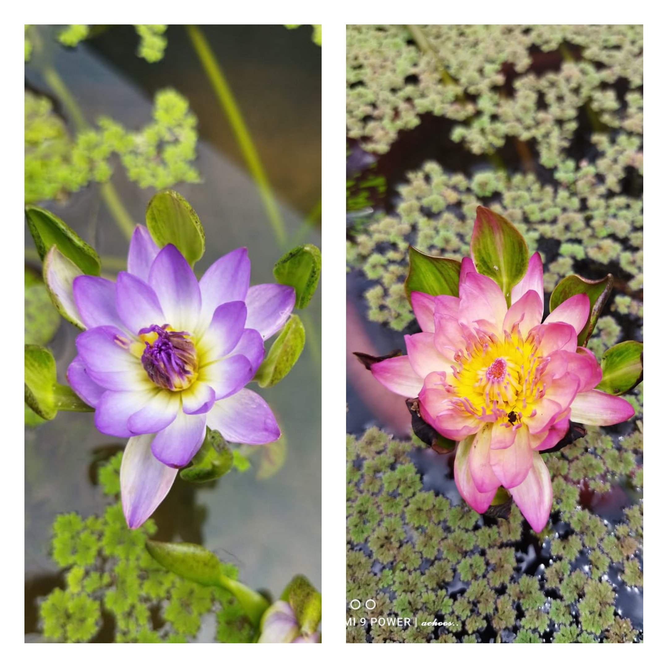 Nymphea Nangwank waterlilly tuber combo (orange and purple 2 plants)