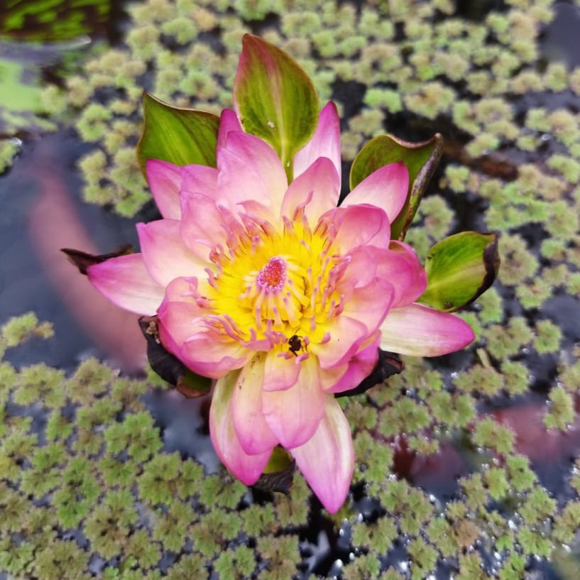 Nymphea Nangwank waterlilly tuber combo (orange and purple 2 plants) - Image 2