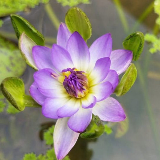 Nymphea Nangwank waterlilly tuber combo (orange and purple 2 plants) - Image 3