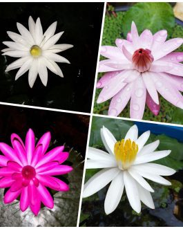 Night Bloomer Water lily Combo (Dark Pink, Light Pink, White) (3 Plants)