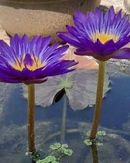 Nymphaea Tanzanite Hybrid Waterlily