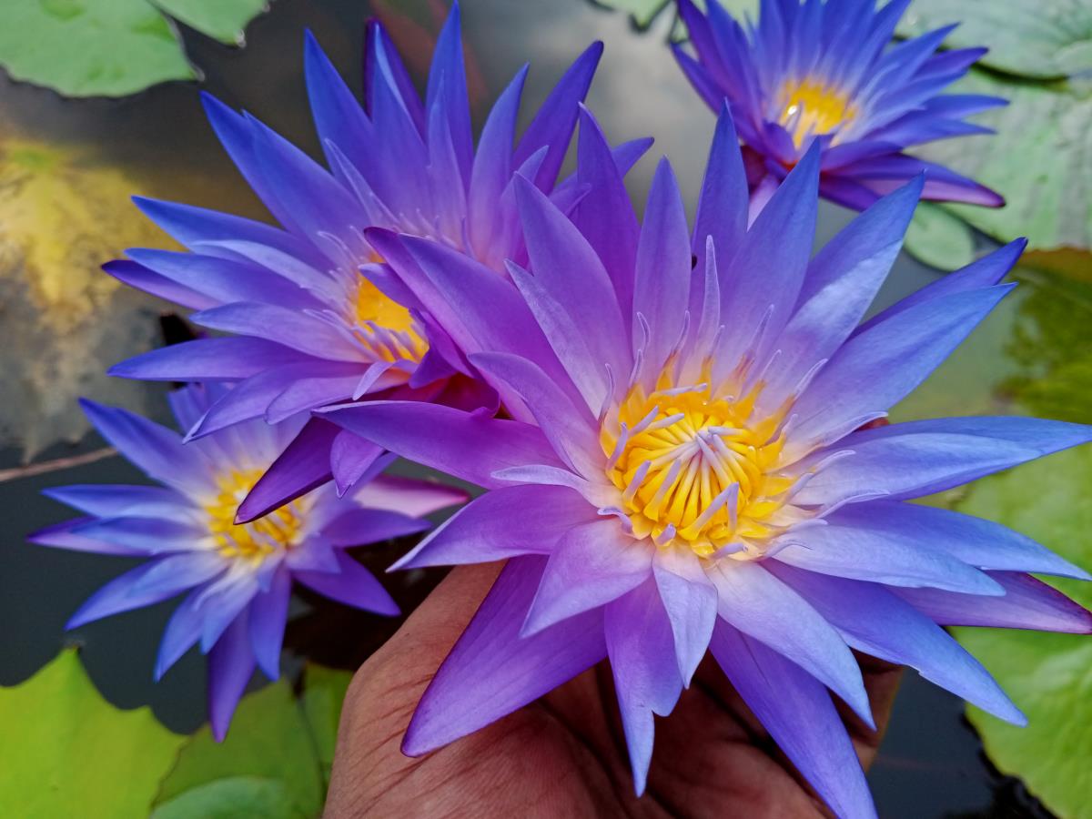 Nymphaea Blue Whistle water lilly