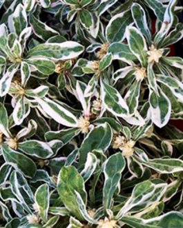 Alternanthera Snowball/ Alternanthera Ficoidea Snowball (1 clump)