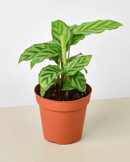 Calathea Concinna Freddie