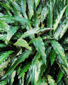 Calathea Rufibarba (plant clump)