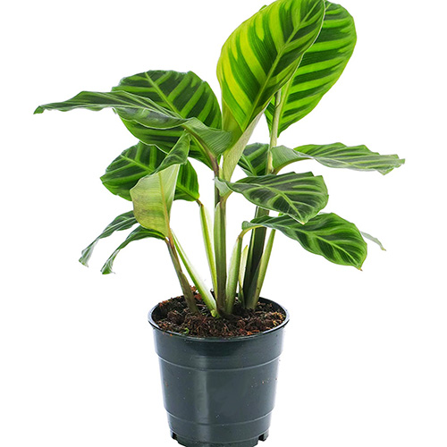 Calathea Zebrina (Single plant) - Image 2