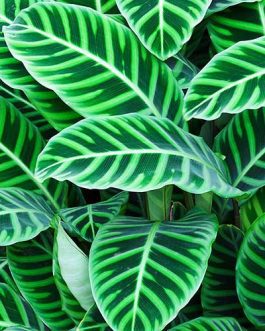 Calathea Zebrina (Single plant)