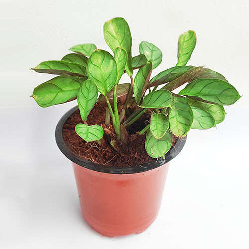 Calathea burle marxii Amagris - Image 2