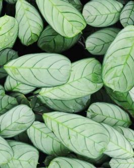 Calathea burle marxii Amagris