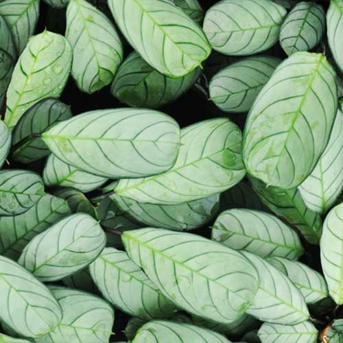 Calathea burle marxii Amagris