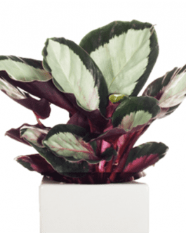 Calathea