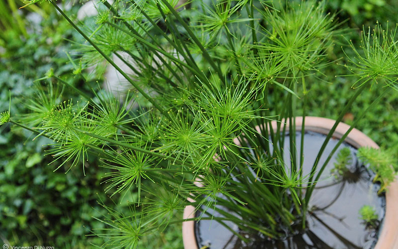 Cyperus Haspan (Single plant clump) - Image 4