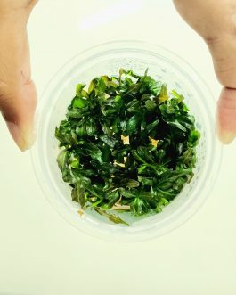 Hygrophilla lancea Araguaia [Tc]