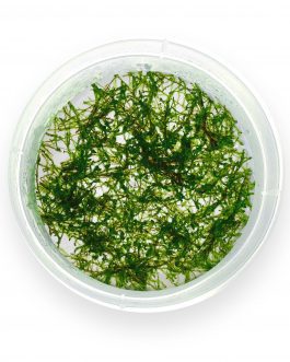 Vesicularia ferriei / Weeping Moss (Tc)