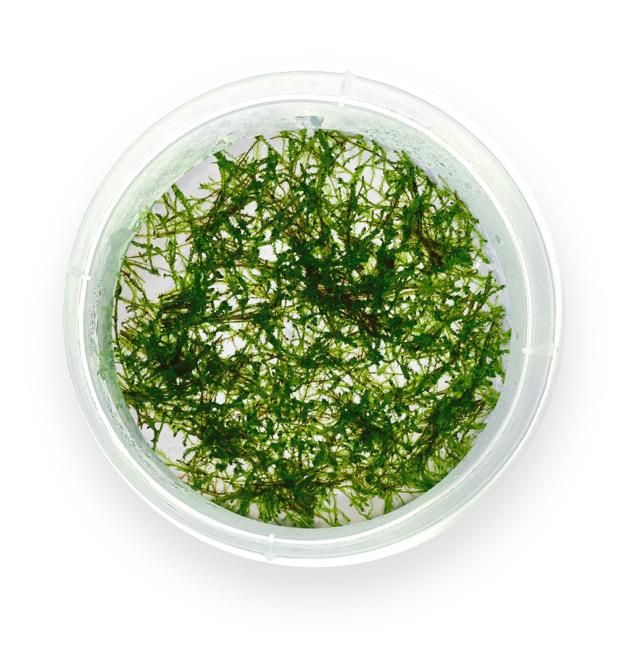 Vesicularia ferriei / Weeping Moss (Tc)