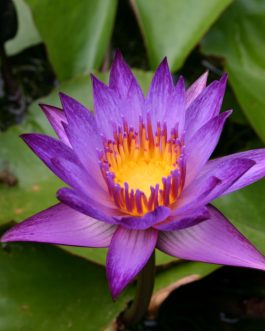 Nymphaea Miami Rose and Nymphaea Lindsey Wood waterlily Combo (2 plants)