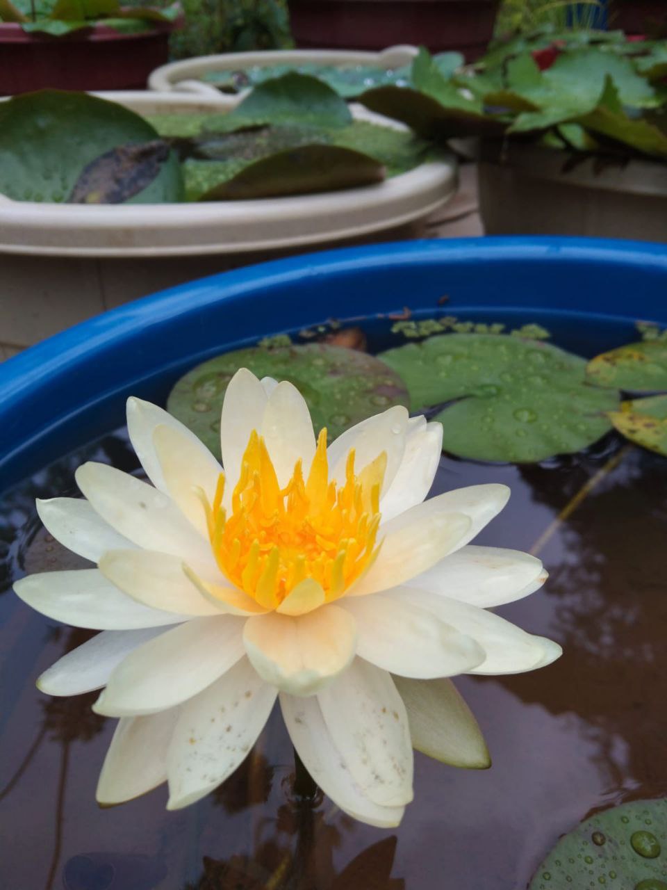 Perries Baby and Peach Glow Waterlily Combo (2 plants) - Image 3