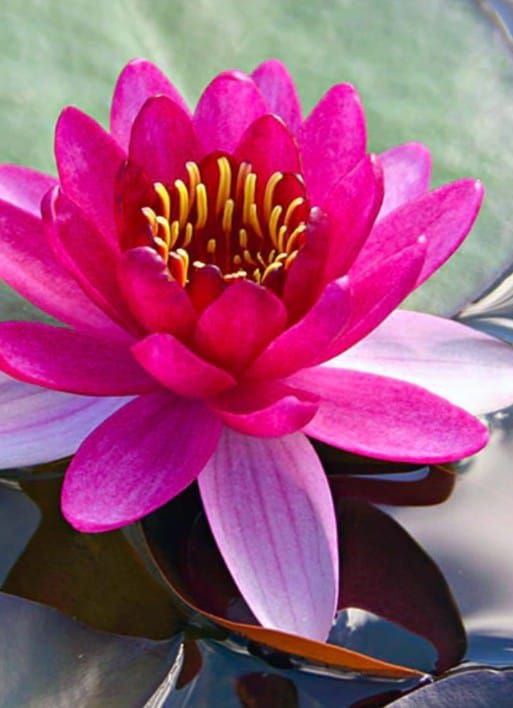 Perries Baby and Peach Glow Waterlily Combo (2 plants) - Image 2