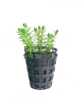 Rotala nanjenshan (Tc)