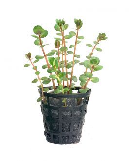 Rotala rotundifolia ‘Hi Red’ (Hra) (Tc)