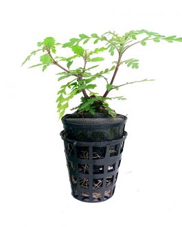 Hygrophilla pinnatifida [Tc]