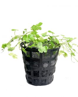 Hydrocotyle tripartita ‘Honda Mini’ [Tc]