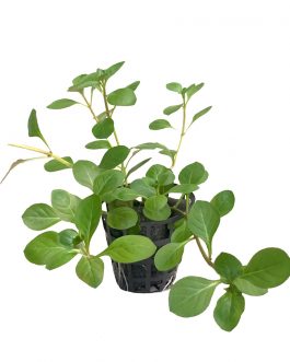 Ludwigia repens “Super Red” (Tc)