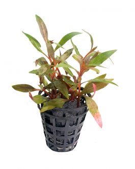 Alternanthera reineckii ‘Mini’ [Tc]