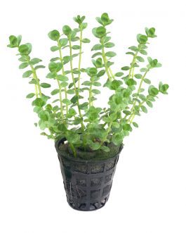 Hygrophila Serphyllum [Tc]