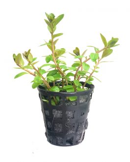 Ludwigia senegalensis (Tc)