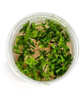 Limnophila aromatica “Mini” (Tc)