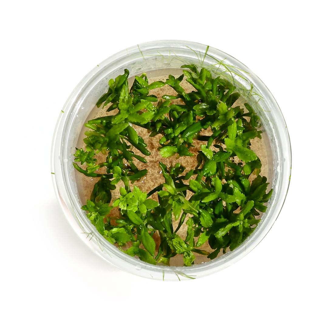 Limnophila aromatica "Mini" (Tc)