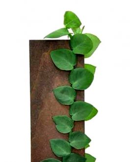 Rhaphidophora Hayi (single plant)