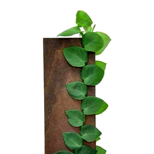 Rhaphidophora Hayi (single plant)