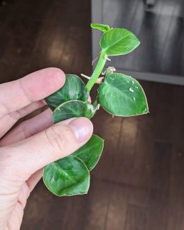 Rhaphidophora Hayi (single plant)