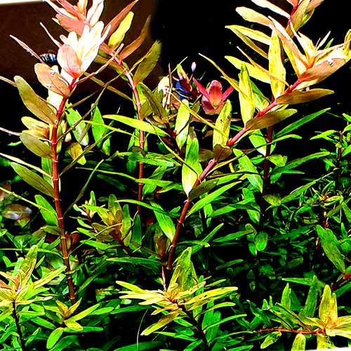 Rotala rotundifolia Shimoga/ Rotala Sp Shimoga (6 stems) - Image 4