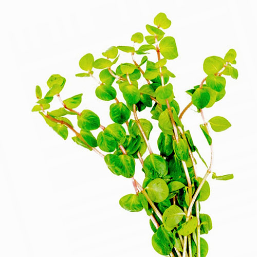 Rotala rotundifolia Shimoga/ Rotala Sp Shimoga (6 stems) - Image 2