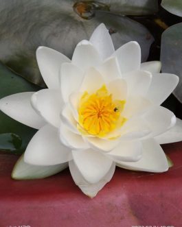 Siam Jasmine and Madam Wilfred Gonner Waterlily combo (2 plants)