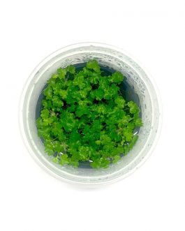 Hydrocotyle tripartita ‘Honda Mini’ [Tc]
