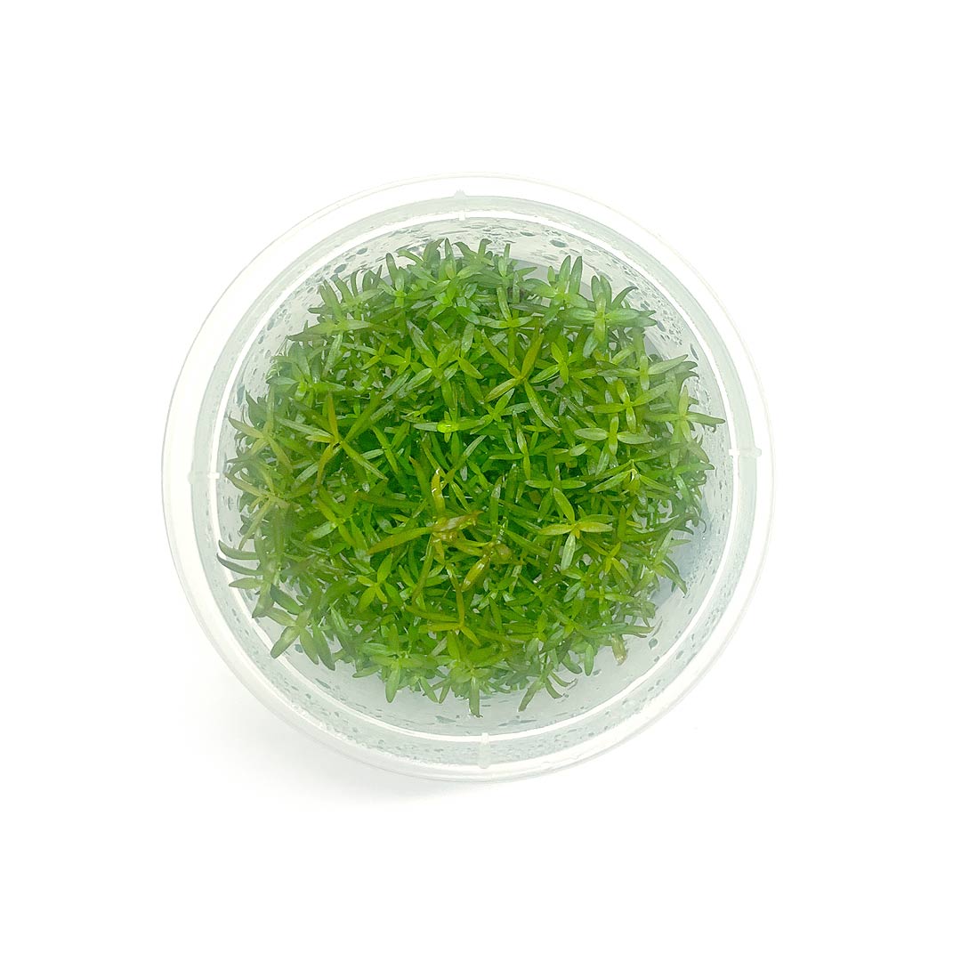 Ludwigia arcuata (Tc)