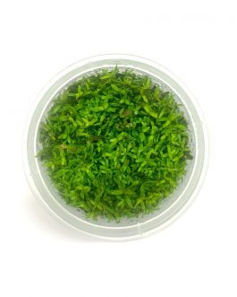 Rotala rotundifolia 'Hi Red' (Hra) (Tc)