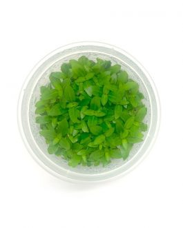 Staurogyne repens (Tc)