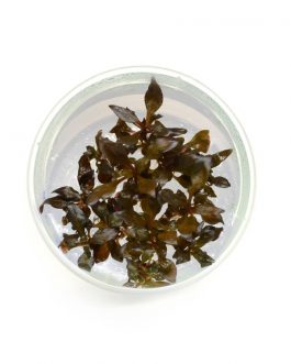 Alternanthera reineckii ‘Mini’ [Tc]