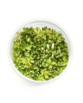 Rotala sp ‘spikey’ (Tc)